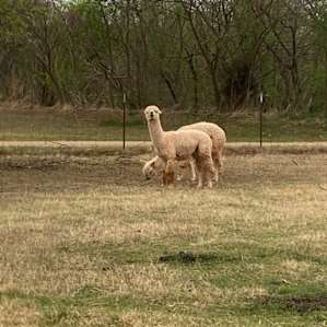 Alpaca camping