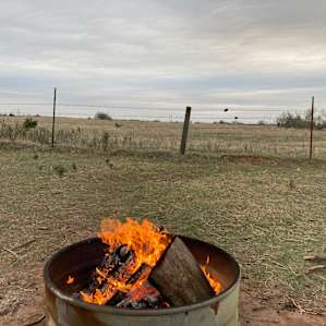 Alpaca camping