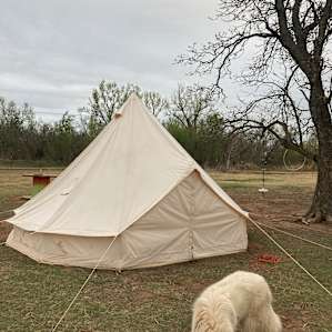 Alpaca camping