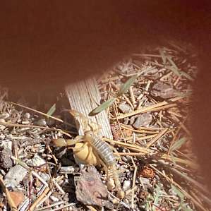 watch out! we did see this lil' scorpion in our camp... beware :-)