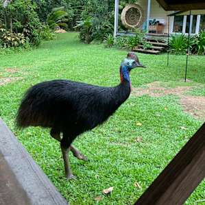 Cassowary at the property!