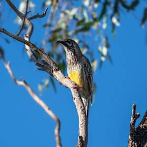 Red Wattlebird in the Chiltern NP, right next to the campsite