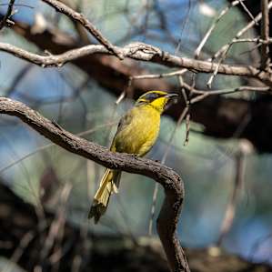 Yellow Tufted Honeyeater in the Chiltern NP, right next to the campsite