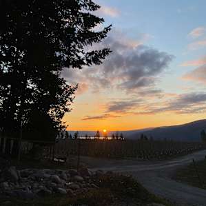 Back Forty Vineyards