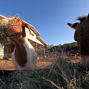 Camping with Rescue Animals