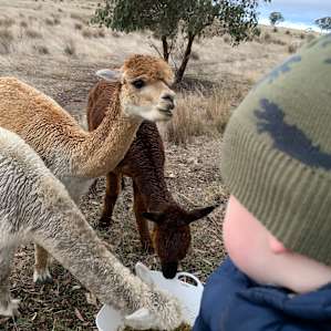 Feeding the alpacas