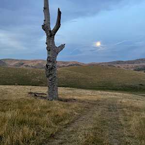 A tree and a was moon