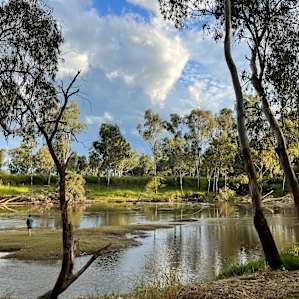 Wallaroo