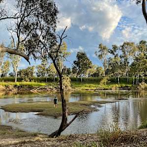 Wallaroo