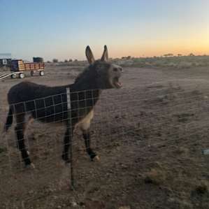 Browney the donkey