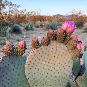 40 Acres of Desert Tranquility