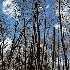 Dead trees right over yurt site