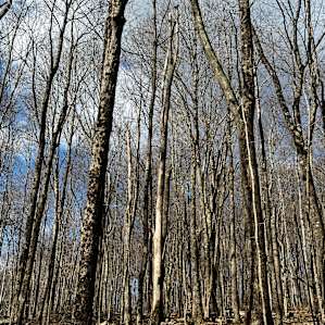 More dead trees on camp site