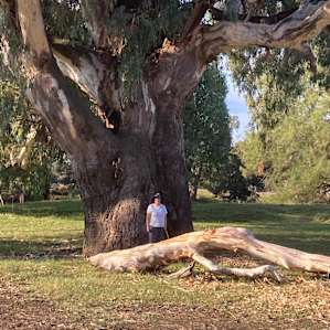A very very big tree