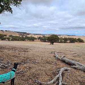 Going for a walk around the property.