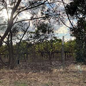 Surrounded on eastern boundary by a vineyard