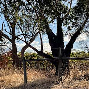 Good number of trees to provide privacy from campers in other paddocks