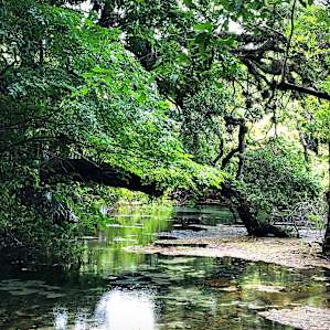 Rainbow springs