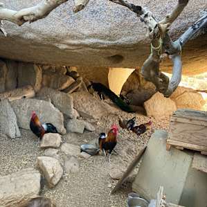 Inside the chicken coop