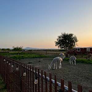 Alpacas