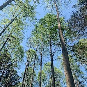 3 Forest Hike Sites Among Farmland