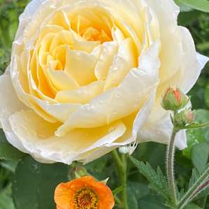 The Rose Cottage- Urban Farmhouse