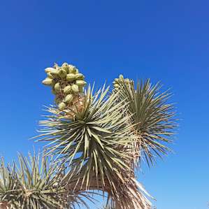 40 Acres of Desert Tranquility