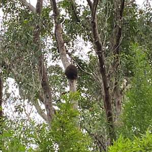 Dry Rainforest Grove
