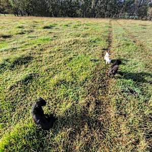 Furry friends ready for long walks