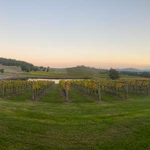 Mt Hope Vineyard - Dixons Creek