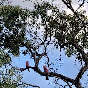 Magpie Bush Site