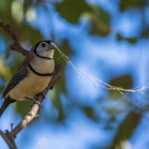 Birds everywhere if you listen for them