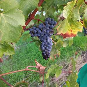 Cabernet grapes