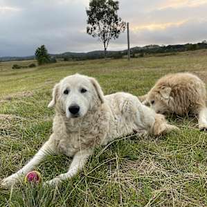 Beautiful Maremmas, Percy & Trixey