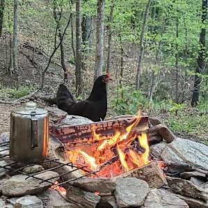 Loved our visits from the chickens!