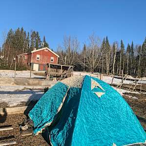 Laughing Pig Farm Tenting