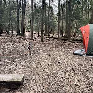 Tent Camping In The Woods Near Lake