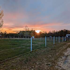 Alpaca Farm