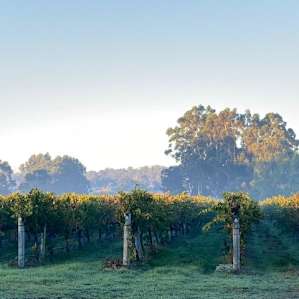 Jarvis Estate Winery and Camping