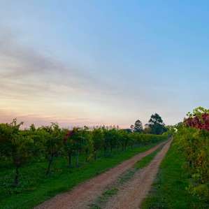 Jarvis Estate Winery and Camping