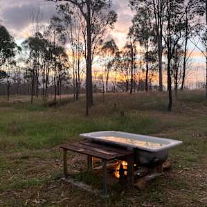 Gums on Billabong