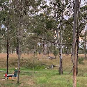 Gums on Billabong