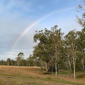 Gums on Billabong