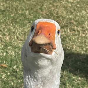 Love the geese!
