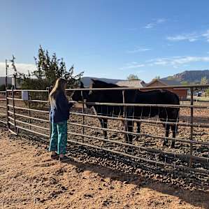 Gifting slices of apples to the horses.