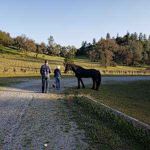 Meet and greet with Gabriel the Friesian stallion