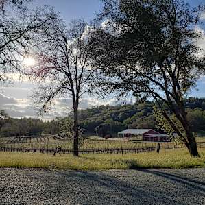View of the vineyards and barn as you drive into the property