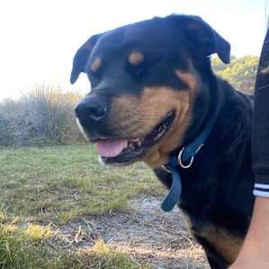 Bella the farm dog.