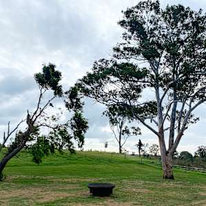 The Big Tree