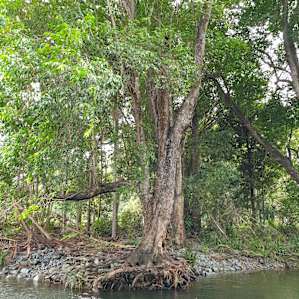 Private Rainforest Creek Camp
